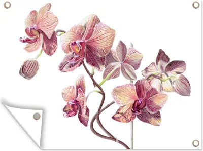 Produktbild von MuchoWow® 40x30 cm Outdoor-Poster Gartendeko Sichtschutz Garten Poster für den Garten  Eine Illustration von rosa Orchideen auf einem weißen Hintergrund
