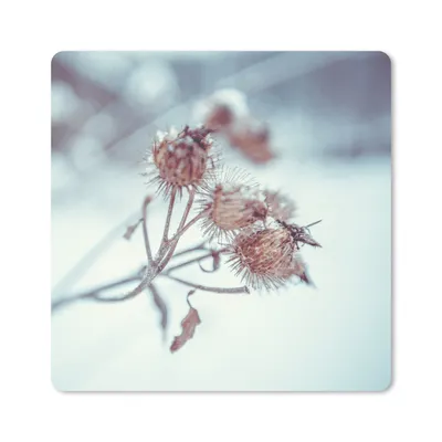 Produktbild von MuchoWow® Mauspad Mousepad Pflanzen - Winter - Schnee - Natur 30x30 cm - Mousepads - Maus Mat - Pad - Mausunterlage - Gaming