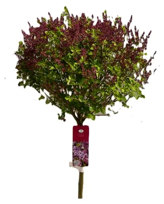 Produktbild von Flieder Duftflieder Syringa meyeri 'Palibin' Hochstamm 60-70 cm mehrjährig winterhart