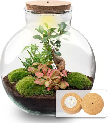 Produktbild von Flaschengarten Terrarium Bolder Bob Bonsai DIY Bausatz + LED Mini-Dschungel