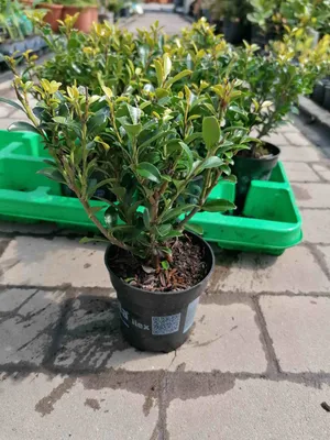 Obrázek produktu pro Ilex maximowicziana 'Kanehirae' 20-25 cm / 6 rostlin - Cesmína živé ploty - ideální náhrada za zimostráz