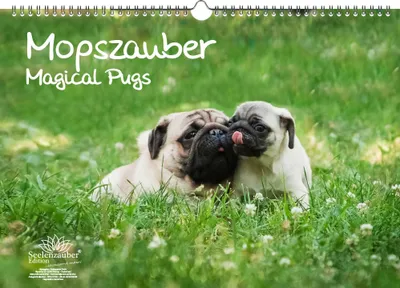 Produktbild von Mopszauber Immerwährender Kalender DIN A3 Mops Hunde und Welpen - Seelenzauber
