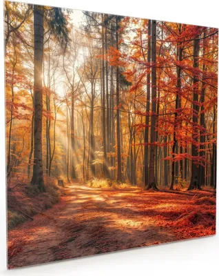 Produktbild von Küchenrückwand Spritzschutz Glas mit Motiv Herbstlicher Waldweg 40 x 40 cm