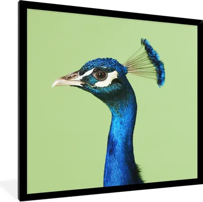 Produktbild von MuchoWow® Gerahmtes Poster Pfau - Vogel - Federn 40x40 cm - Poster mit Schwarzem Bilderrahmen Wandposter Rahmen Foto Bilder - Mit Rahmen - Wanddekoration Schlafzimmer
