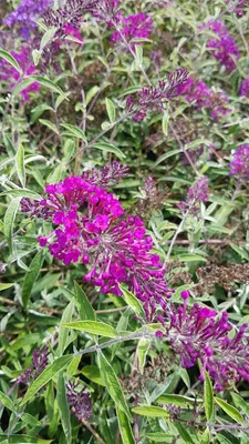 Image de Buddleia davidii 'Nanho Purple' / Arbre aux papillons