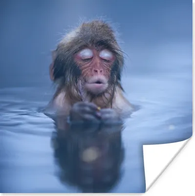Produktbild von MuchoWow® Poster Wasser - Affe - Spiegelung - Tiere 100x100 cm - Babyzimmer
