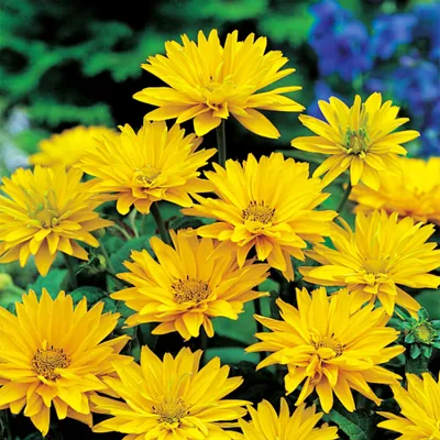 Immagine prodotto di Heliopsis Girasole giallo perenne 1 piante piantine