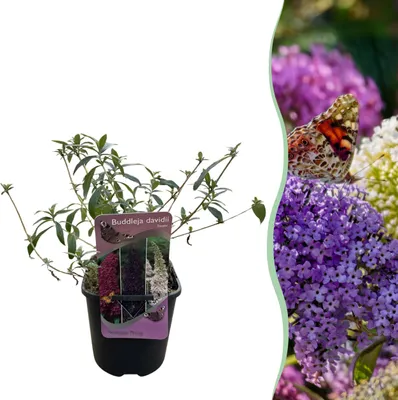 Image de Vlinderstruik - Buddleja davidii Tricolour - Bloem Roze Wit en Paars - 1 Plant - Bladverliezend - Vlinderlokkend - 30cm - Ø18cm - Plante de jardin