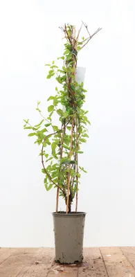 Produktbild von Lonicera japonica 'Halliana', Japanische Geißschlinge, cremeweiß, 60–100 cm