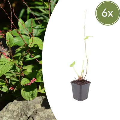 Produktbild von Persicaria a. 'Speciosa' | 6 Stück - 10-25cm - Ø9cm - Gartenpflanze