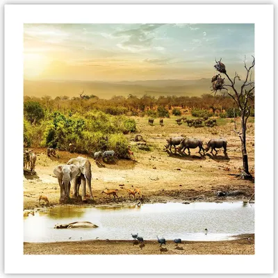 Produktbild von Poster - Poster ohne Rahmen - Safari Tiere - 50x50 cm - Wand Bild - Wanddeko - Wandbilder - Kunstposter - Wandposter - Bilder - Kunstdruck - Wanddekoration - Wandbild - P2XAC50x50-3880