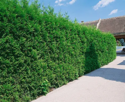 A tall, dense green hedge of Thuja occidentalis 'Brabant' trees lines a paved walkway next to a house.