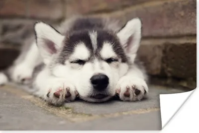 Produktbild von MuchoWow® Poster Husky-Welpe schläft 180x120 cm - Fotoplakat