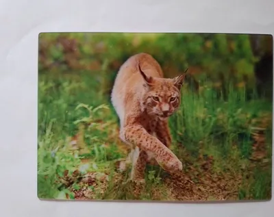 Produktbild von 3 D Ansichtskarte Luchs, Postkarte Wackelkarte Hologrammkarte Tiere Luchse Waldtiere