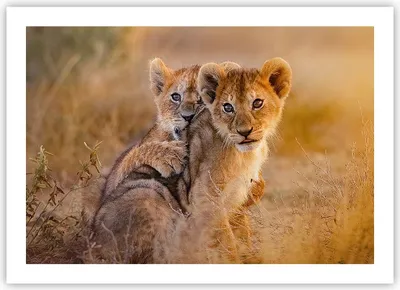 Produktbild von Poster - Poster ohne Rahmen - Löwe Natur Tier - 70x50 cm - Wand Bild - Wanddeko - Wandbilder - Kunstposter - Wandposter - Bilder - Kunstdruck - Wanddekoration - Wandbild - P2XAA70x50-3480
