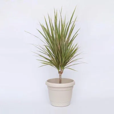 Produktbild von Kunststoff-Blumentopf 2er-Pack, 15 cm Durchmesser, Beige, Selbstwasser-Blumentopf mit Untersetzer, Blumentopf für draußen
