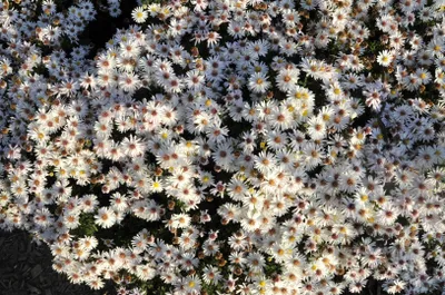 Zdjęcie produktu dla Aster Niobe, odmiana w doniczce - Aster karłowaty