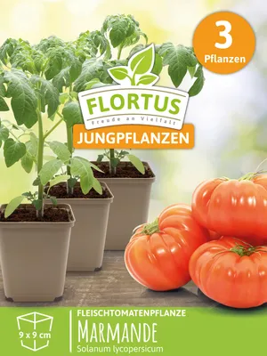 Artikelbild 6 von 'Fleischtomatenpflanze Marmande' aus der Kategorie Tomatenpflanzen