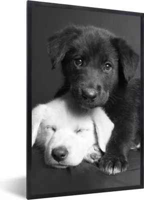 Produktbild von MuchoWow® Gerahmtes Poster Hunde - Welpe - Schwarz - Weiß - Tiere 20x30 cm - Poster mit Schwarzem Bilderrahmen Wandposter Rahmen Foto Bilder - Drucken - Bilder Poster im Rahmen