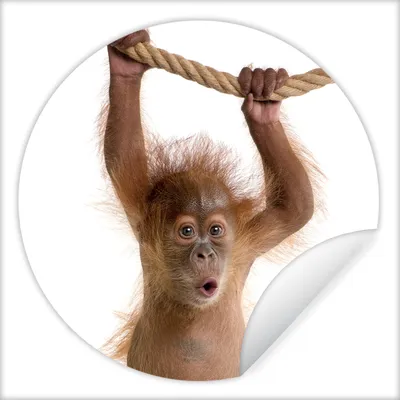 Produktbild von MuchoWow® Runde Wandtattoo - Wandsticker Tapete Aufkleber Tiere - Orang-Utan - Seil - Tiere - Kinder - Junge Ø 80 cm Selbstklebend und Repositionierbar - Wandaufkleber - Kreis - Mauerkreis - Wand Bilder - Wandsticker - Wohnzimmer Dekoration - Dekoration für die Wände - Aluminium - Babyzimmer