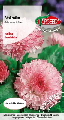 Produktbild von Samen des großblütigen rosa Gänseblümchens 0.3g - Torseed