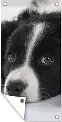 Produktbild von MuchoWow® 80x160 cm Outdoor-Poster Gartendeko Sichtschutz Garten Poster für den Garten  Ein Border Collie liegt auf dem Boden