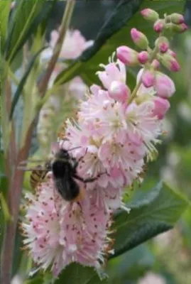 Produktbild von Clethra alnifolia Pink Spire - Zimterle - Scheineller - Siberkerzenstrauch - 40-60