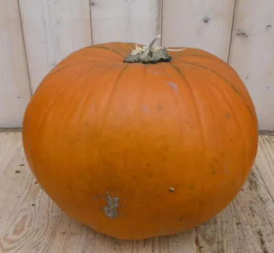 Productafbeelding van Pompoen 30 tot 40 cm Cucurbita Warentuin Natuurlijk