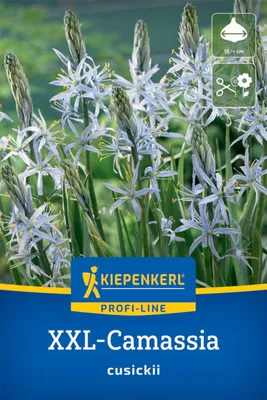 Produktbild von Kiepenkerl Prärielilie Camassia cusickii 1 Zwiebel