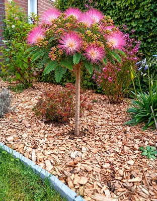 Produktbild von Seidenakazie Albizia Julibrissin Tropical Dream Schlafbaum Hochstamm 60 - 80 cm