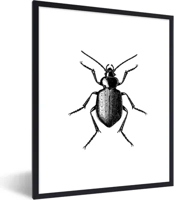 Produktbild von MuchoWow® Gerahmtes Poster Käfer - Tiere - Vintage - Schwarz und weiß 60x80 cm - Poster mit Schwarzem Bilderrahmen Wandposter Rahmen Foto Bilder - Premium - Wanddeko Wohnzimmer