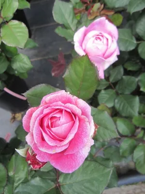 Produktbild von Rosa Rosengräfin Marie Henriette ® - Beetrose - Kordes Rose - Parfuma Rose