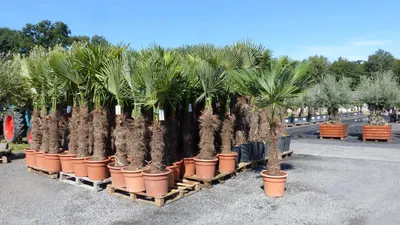 Produktbild von gruenwaren: XXXL 220-250 cm, Stamm 80 cm, Trachycarpus fortunei Hanfpalme, winterharte Palme bis -18°C
