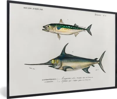 Produktbild von MuchoWow® MuchoWow® Gerahmtes Poster Fisch - Vintage - Farbe 30x20 cm - Poster mit zchwarzem Bilderrahmen - Kunstdruck - Bild-Poster