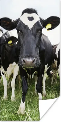 Produktbild von MuchoWow® Poster Kühe - Gras - Frühling - Tiere - Wiese - Bauernhof 20x40 cm - Plakat - Foto