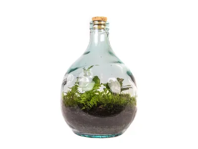Obrázok produktu pre Gardners Sklenené terárium demižón, 54 l - osadené mokraďou