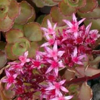 Produktbild von 6 x Teppich Fetthenne - Sedum spurium 'Schorbuser Blut' | Topf 9cm x 9cm