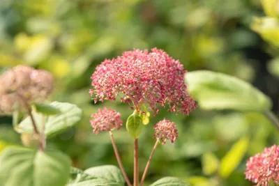 Produktbild von Hydrangea arborescens 'Pink Annabelle', rosa, 80–100 cm