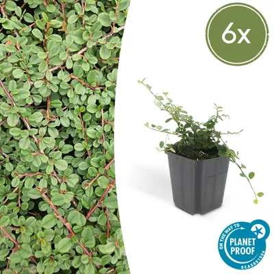 Zdjęcie produktu dla Rośliny okrywowe – Niesprawna – Cotoneaster prostratus 'Queen of Carpets' – 9 cm – Zestaw 6 roślin