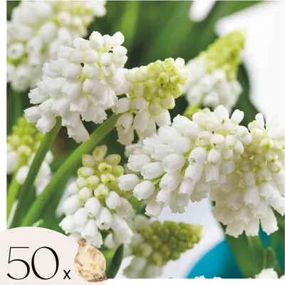 Produktbild von Traubenhyazinthen - 50 Stk - Muscari 'White Magic' - Blumenzwiebeln - Weiß