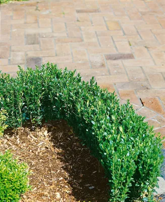 Produktbild von Ilex crenata 'Zwischenahn', Japanische Stechpalme, immergrün, 20–25 cm