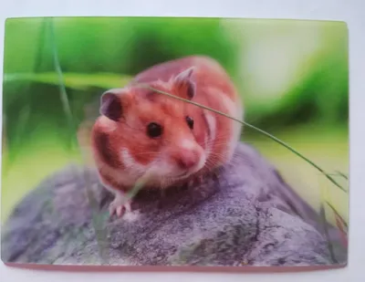 Produktbild von 3 D Ansichtskarte Hamster, Postkarte Wackelkarte Hologrammkarte, Tier Gartentiere