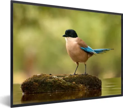 Produktbild von MuchoWow® Gerahmtes Poster Elster - Vogel - Moos 80x60 cm - Poster mit Schwarzem Bilderrahmen Wandposter Rahmen Foto Bilder - Schwarzem - Mit Gestell