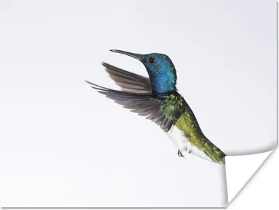 Produktbild von MuchoWow® Poster Vogel - Kolibri - Blau - Grün 120x90 cm - Wandbild