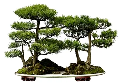 Produktbild von Japanische Zeder - Sicheltanne - 25 Samen - Cryptomeria japonica - winterhart - als Baum oder Bonsai kultivierbar