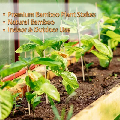 Productafbeelding van Bamboe plantensteunen, 25 stuks, 40,6 cm, voor bloemen en tuinplanten