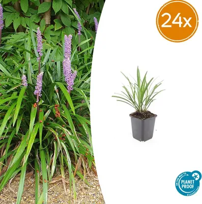 Produktbild von Liriope muscari 'Ingwersen' | 24 Stück - 10-25cm - Ø9cm - Gartenpflanze