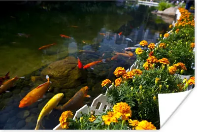 Produktbild von MuchoWow® Poster Koi Karpfen in einem Teich mit Blumen 60x40 cm - Schlafzimmerdekoration