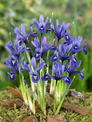 Produktbild von Iris reticulata 'Harmony', Zwerg-Iris, blau, ca. 9x9 cm Topf