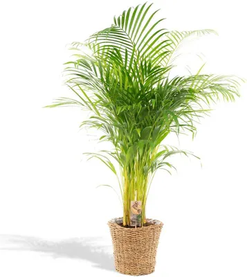 Produktbild von Palma Areca s košíkom - výška 110 cm a priemer 21 cm - ideálna izbová rastlina pre váš domov